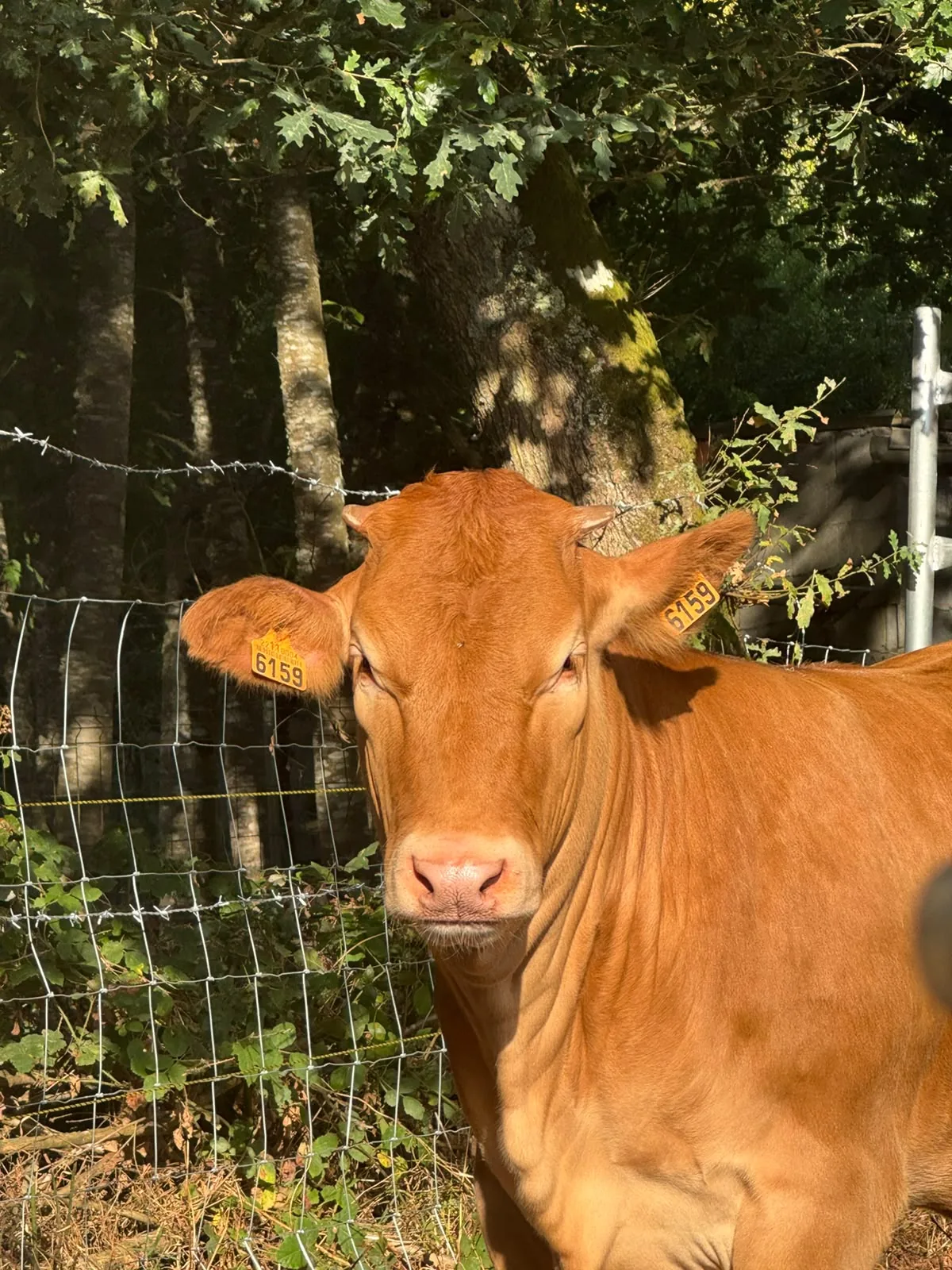 Primer plano de un bovino de capa roja identificado con crotales