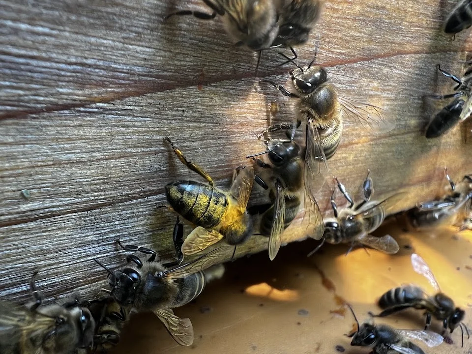 Ejemplar de Vespa velutina